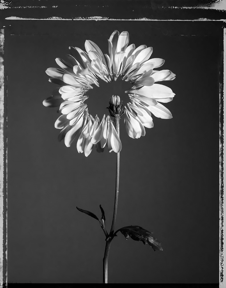 Flower (Gillis)