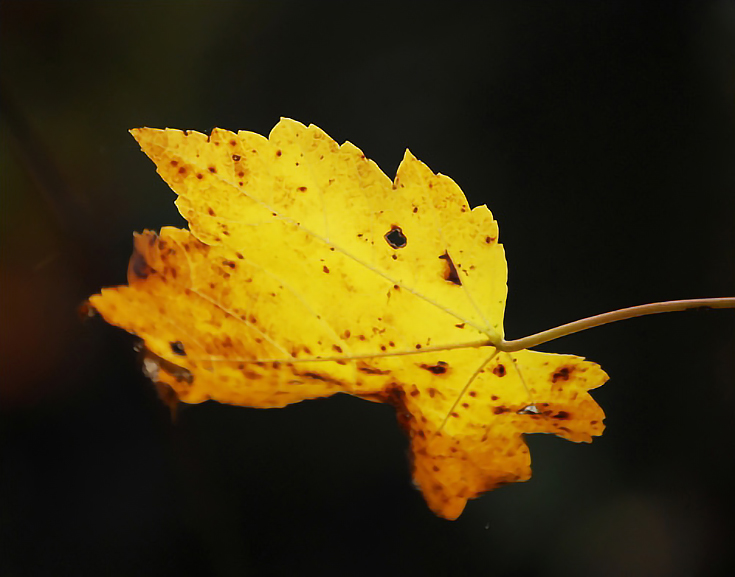 Fall Leaf, ee resize