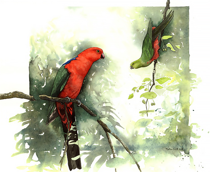kingparrots