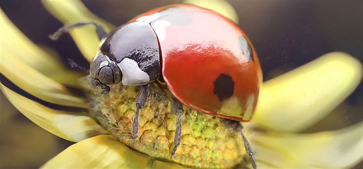 ladybug-journey-2
