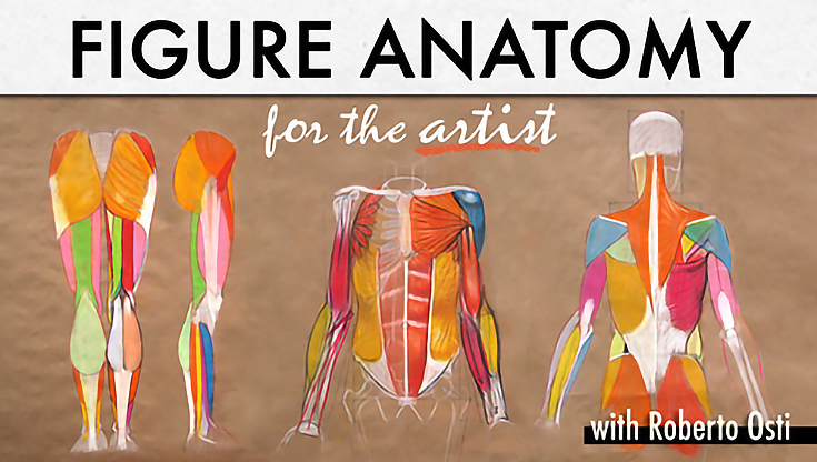 figure-anatomy