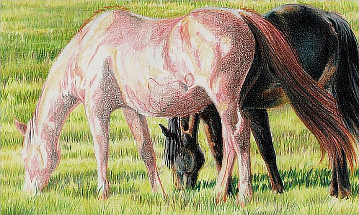 drawingredhorse02-carrielewis