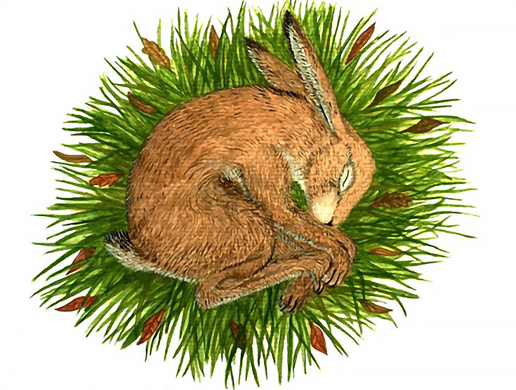 nesting-hare