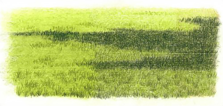 drawrealisticgrass6-carrielewis