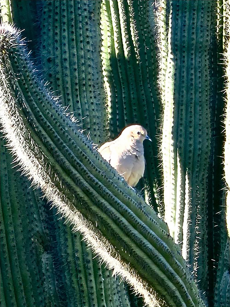 bird-cactus