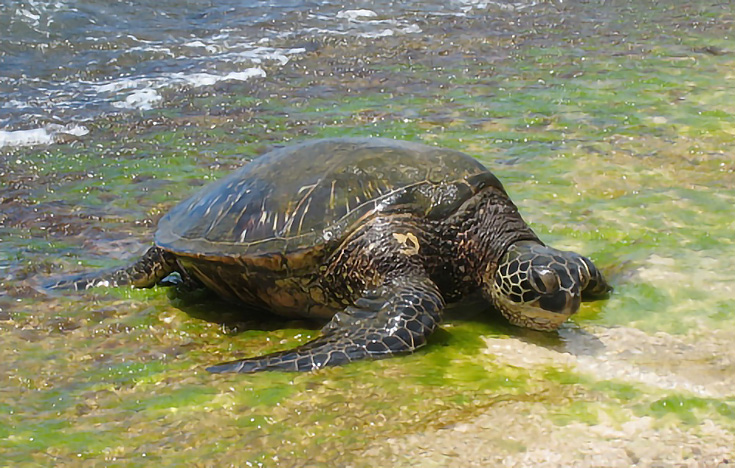 Sea Turtle by Thousand Miles Photography