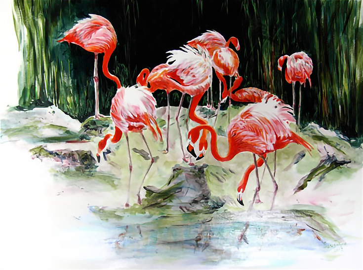 Flamingos