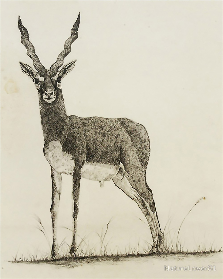 Black Buck