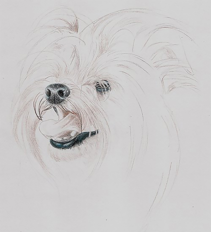 How to Draw a Long Haired Dog in Colored Pencil, Part 1 