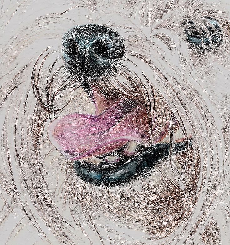 Drawing a Long Haired Dog with Colored Pencils, Part 2 