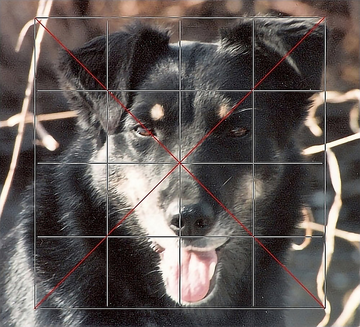 dog grid