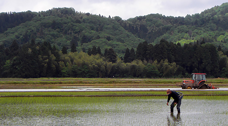 Rice-Fields