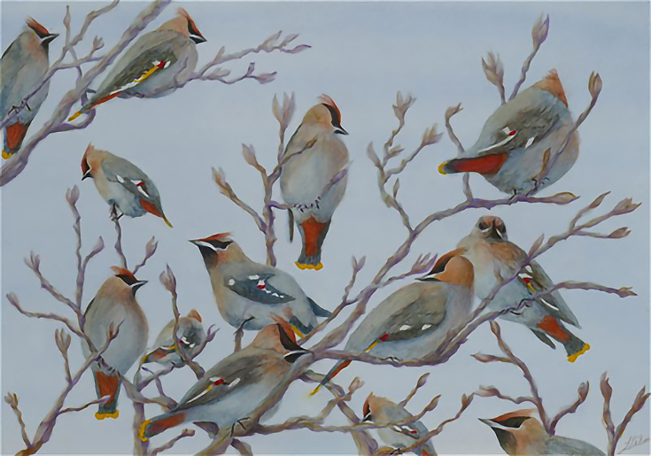 Waxwings