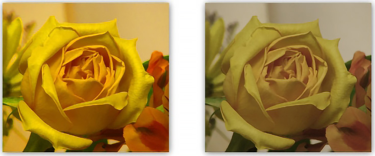 yellow rose compare