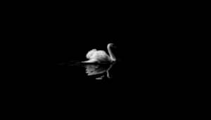 the color black in nature: swan lake