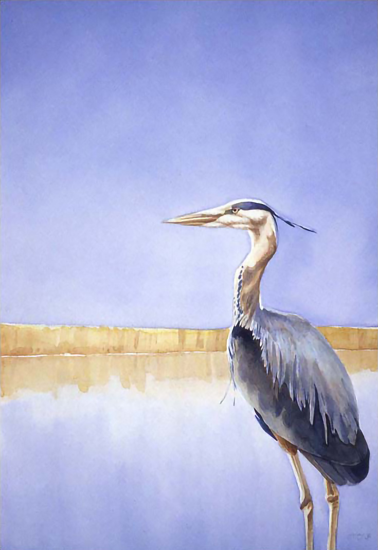 Great Blue Heron by Greg Marquez