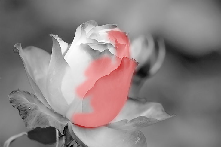 black and white photography with color roses