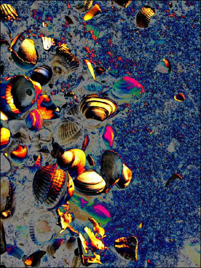Shells in Space by Jitske Kelly