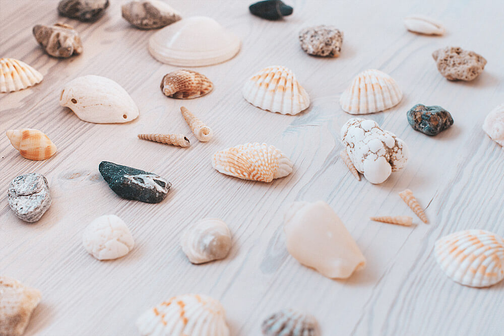 Shells and rocks for stamping