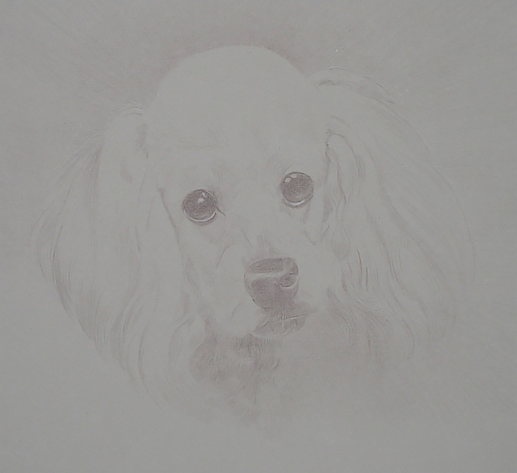 Pet portrait sketch