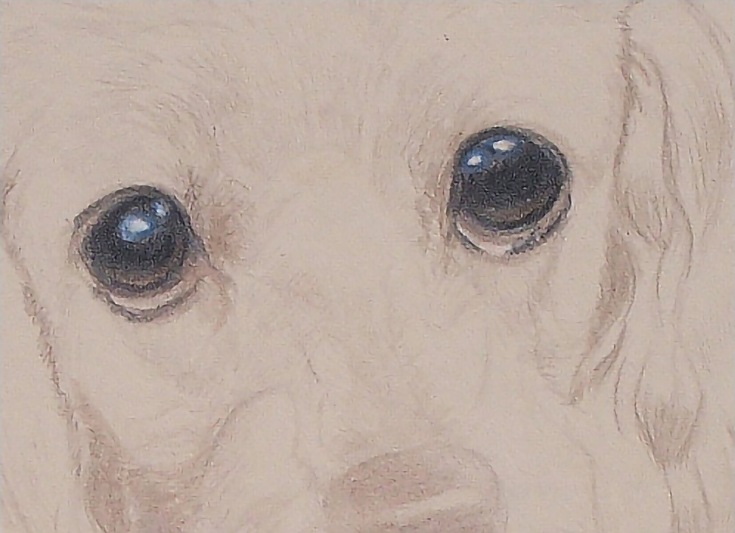 Pet portrait - eyes detail
