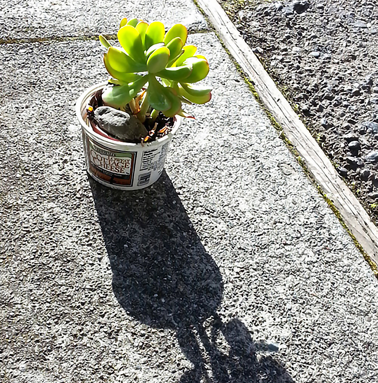 Potted houseplant placed on sidewalk