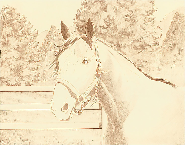 Pencil sketch of horse in a field