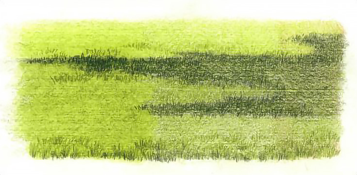 Draw Realistic Grass in 4 Simple Steps Here's How