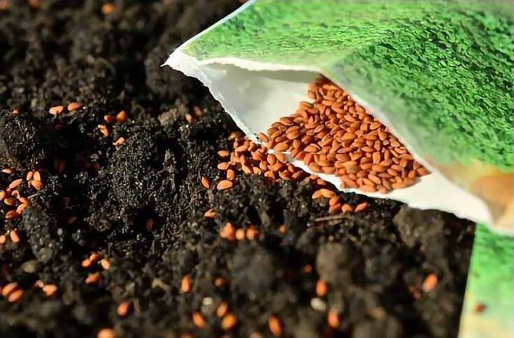 Photo of a seed packet open and spilling seeds on the dark earth