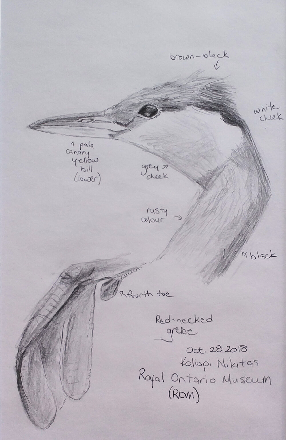 Detailed drawing of a red-necked grebe