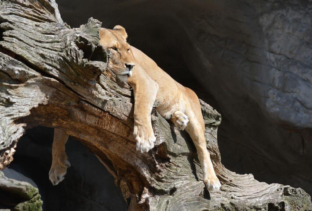 Lioness sleeping on a branch