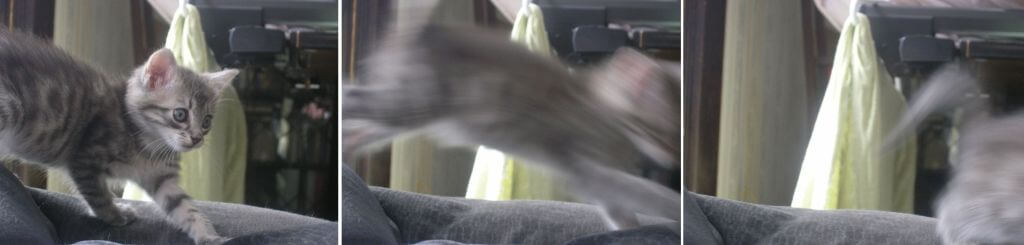 Cat jumping through photo